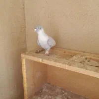 موشی|حیوانات مزرعه|مبارکه, |دیوار