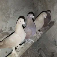 3000000تومان|پرنده|تبریز, |دیوار