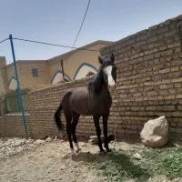 کره اسب نریشن ۱ساله