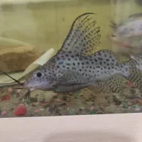 چند عدد ماهی|ماهی|رشت, پیرکلاچای|دیوار