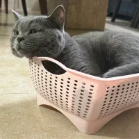 فروش گربه اسکاتیش بلو|گربه|تهران, باشگاه نفت|دیوار