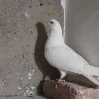 طوقی|پرنده|اردبیل, |دیوار