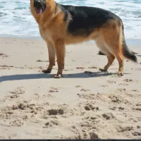 پیداشده ژرمن