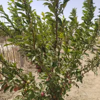 باغچه-سهیلیه-زعفرانیه-دولت-آباد