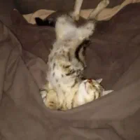 دوعدد گربه نر و ماده رایگان