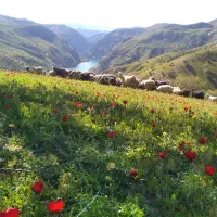 بز و میش داشتی