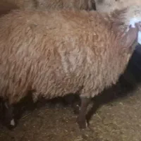 بره ماده داشتی وکشتاری