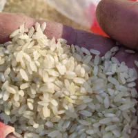 برنج درجه یک کامفیروزی|خوردنی و آشامیدنی|بروجن, |دیوار