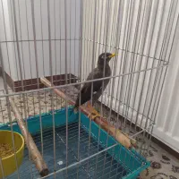 جوجه مرغ مینا