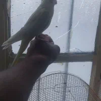 عروس هلندی لوتینو