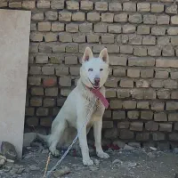 سگ هاسکی سفید نر