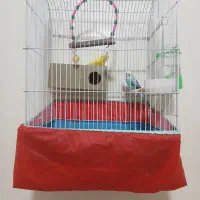 پرنده|پرنده|مسجد سلیمان, |دیوار