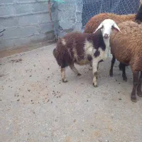 گوسفند|حیوانات مزرعه|بیرانوند, |دیوار