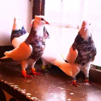 کفتر کبوتر پرنده