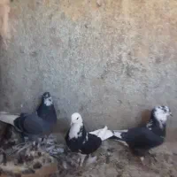 کفتر|پرنده|یزد, |دیوار
