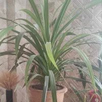 فروش گل طبیعی|گل و گیاه طبیعی|اصفهان, رحیم‌آباد|دیوار