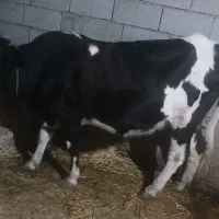 فروش یک راس گاو وگوساله نر سیمینتال