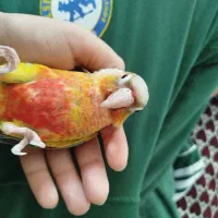 گرینچیک درحد دستی