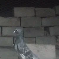 4عدد حیون فروشی|پرنده|تیمور آباد, |دیوار