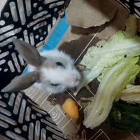 بچه خرگوش