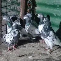 تعدادپاکستانی