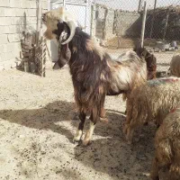 ساورین در جه یک مال داشت|حیوانات مزرعه|سرپل ذهاب, |دیوار
