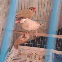 فنج نرگسی شکلاتی|پرنده|تهران, جماران (نیاوران)|دیوار