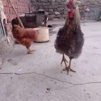 خروس و مرغ