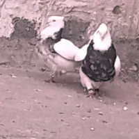 طوق هفترنگ جفت نروماده