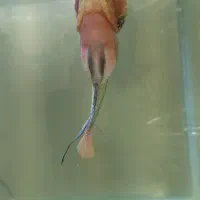 فلاور جفت|ماهی|اسلام‌شهر, صادقیه|دیوار