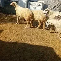 میش جوان