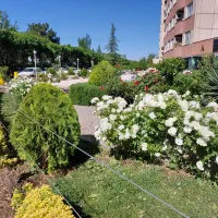 ۱۱۳ متر سند تک برگ / جنب جنگل و دریاچه