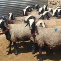 دوقلوزا ژن دار