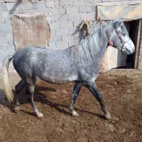 اسب آرام جوان ۳ ساله