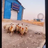 سی شک ابستن|حیوانات مزرعه|کوزران, |دیوار