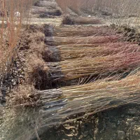 نهالستان آذرنهال|گل و گیاه طبیعی|میاندوآب, |دیوار