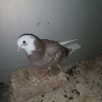 کبوترگمشده