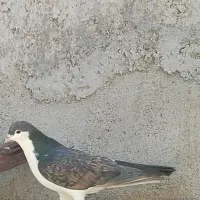 کفتر کبوتر چپ دم سینه پشت