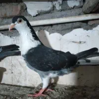 رنگی و مسافتی