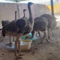 شترمرغ