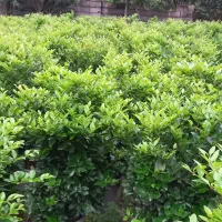 لاوسون  یاس هلندی شمشاد طلایی|خدمات باغبانی و درختکاری|چابکسر, |دیوار