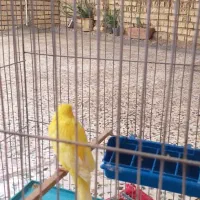 قناری درجه یک کشیده|پرنده|شوش, |دیوار