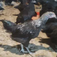 تاقچه جوجه گلپایگان مرغ خروس سیاه جهادی 4ماهه|حیوانات مزرعه|مشهد, ویلاشهر|دیوار