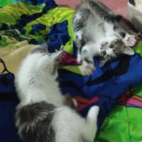 توله ماده و نر