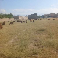 ۶۵ راس گوسفند ابستن هترو