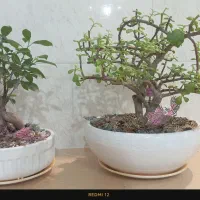 بونسای ،جاودان|گل و گیاه طبیعی|اراک, |دیوار