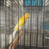 قناری رسمی بلند|پرنده|سبزوار, جوادیه غربی|دیوار