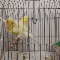 جفت قناری فر|پرنده|تهران, حشمتیه|دیوار