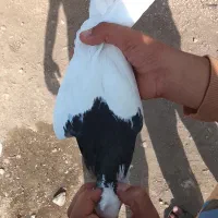 کموتر طوقی