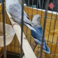 یک جفت برزیلی